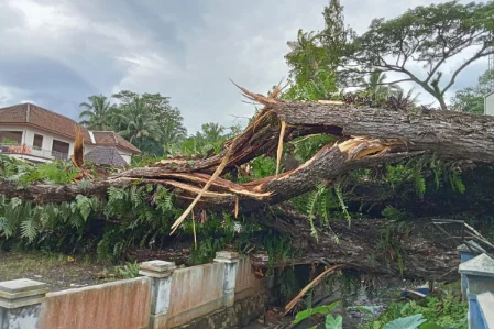 Diterjang Angin Kencang, Pohon Tumbang & Menimpa Rumah Warga Tandem Hilir II
